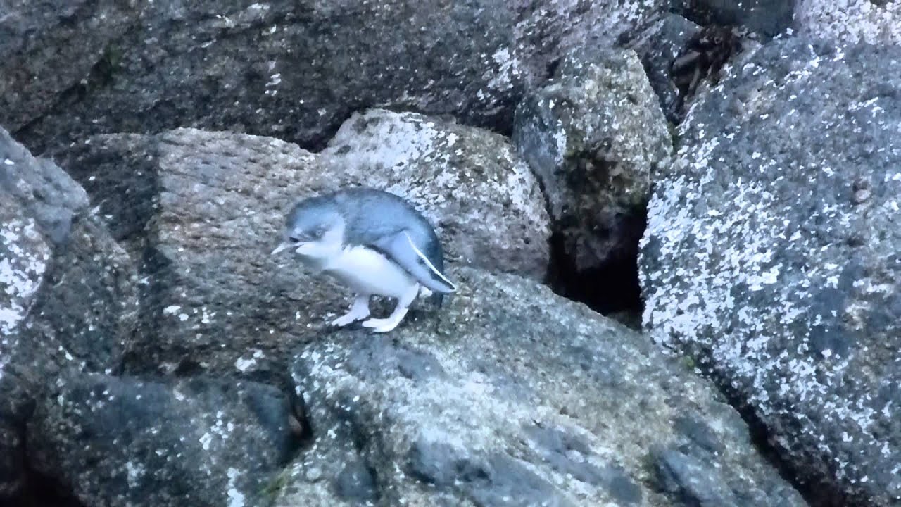 Fairy Penguin walking up a cliff in New Zealand