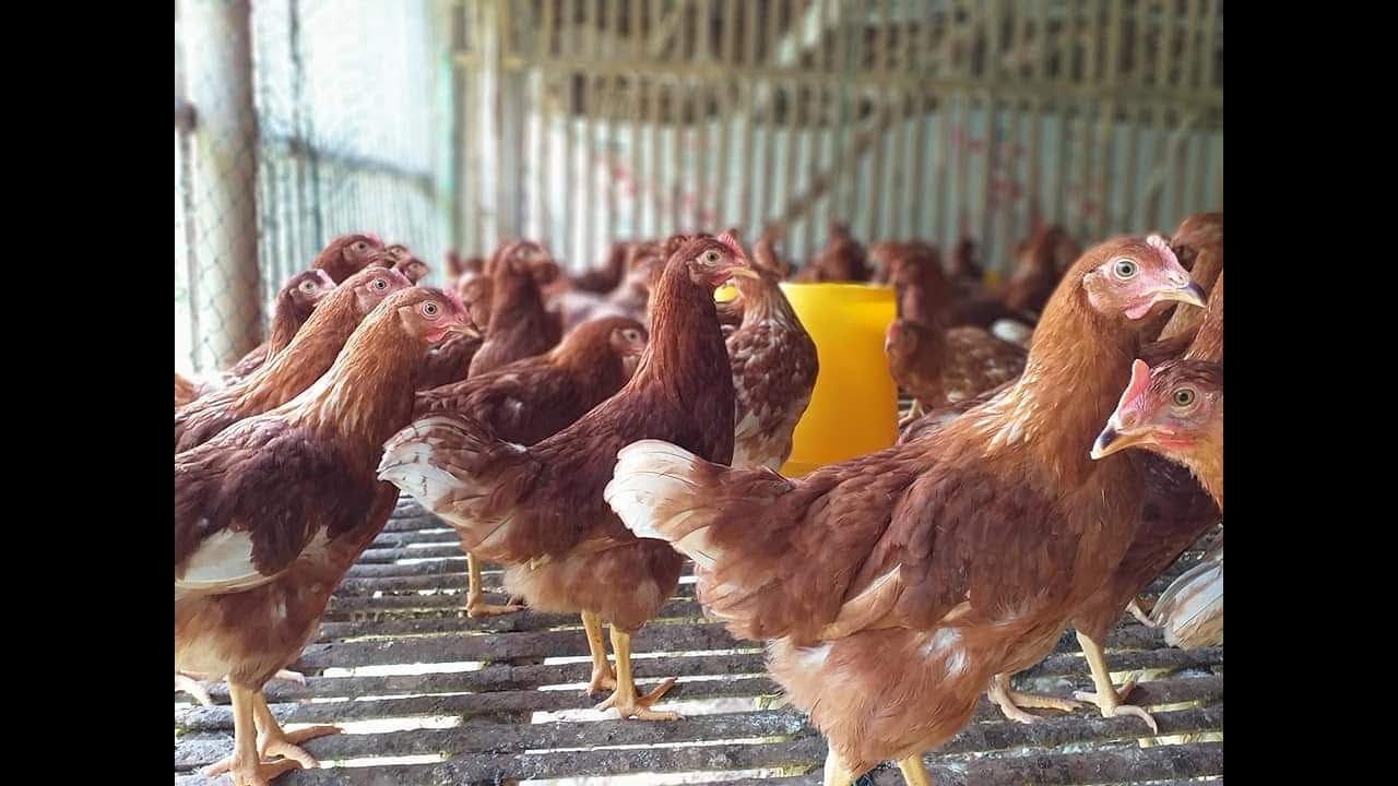 #DOC #AYAMPETELUR Estimasi modal pembesaran DOC ayam petelur 1000 ekor