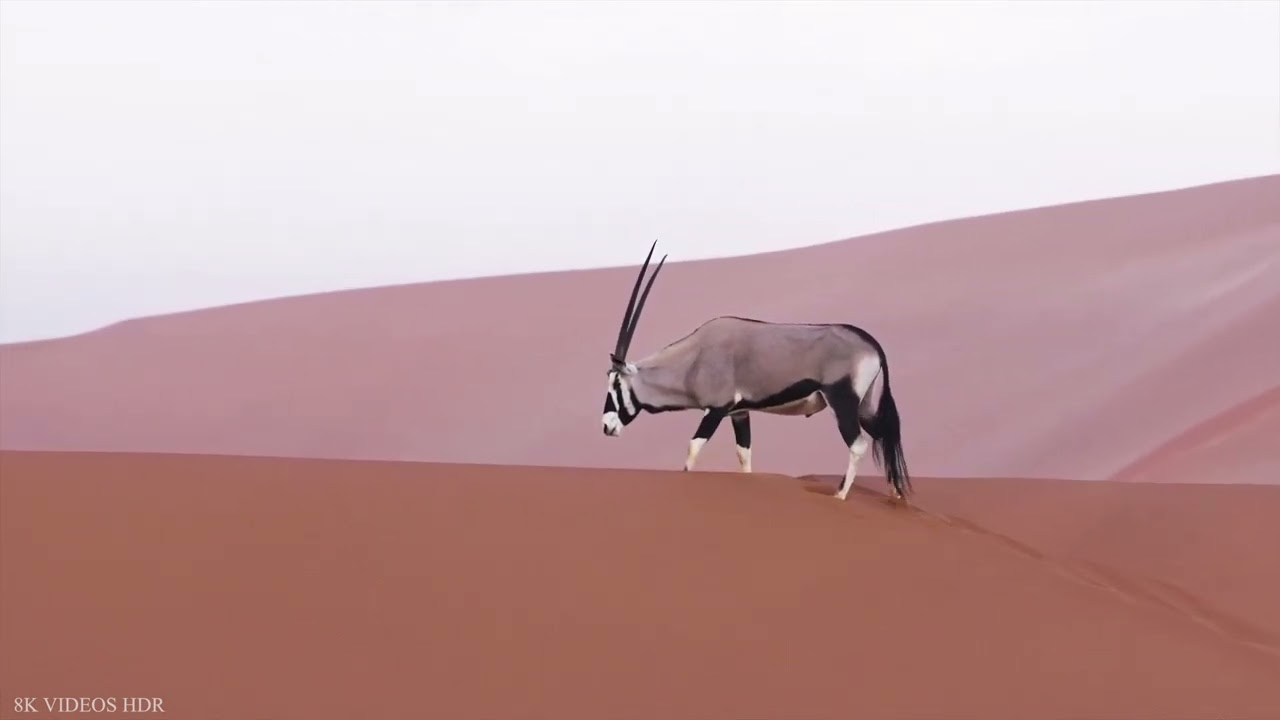 Gemsbok Oryx Gazella