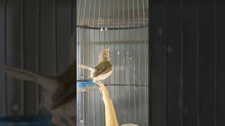 Kecil2 Cabe Rawit Bukan Kaleng-Kaleng Prinjak Lumut Ciblekan