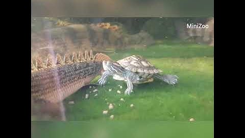 Cách để nuôi cá và rùa mà vẫn hòa đồng với nhau.