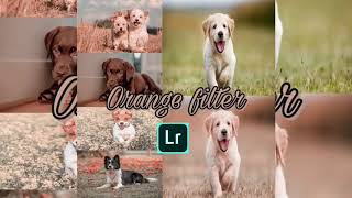 free lightroom presets dog screenshot 4