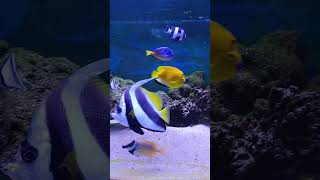 New Aquarium Ammr #new #aquarium #frist