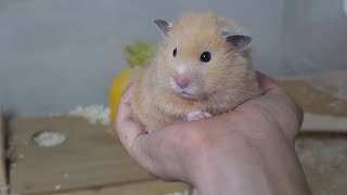 햄찌들 브로콜리 참교육
