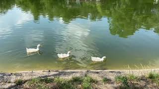 Дюковский парк. Рыбалка в Одессе! Ловля карася на поплавок!