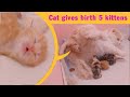 Cat Giving Birth: 5 kittens of different colors born of a beautiful mother cat - Part 2: The End.
