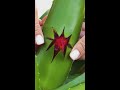 JUICY ALOE VERA HACKS ?? #Shorts