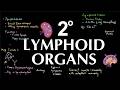 Secondary Lymphoid Organs Explained | Spleen, Lymph Nodes, MALT, SALT &amp; BALT | Immunology
