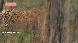 Celebrity Amazing Moment Caugh On Camera -Leopard Vs Giant Python Fight Level 1 Wealth