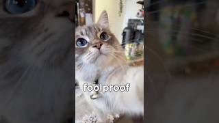 Famous How to keep your cats off the counter Net Worth