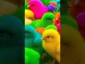 Ayam Lucu, ayam warna warni, ayam rainbow, kelinci lucu, bebek lucu, ikan koi, Hewan Lucu