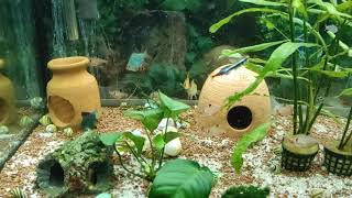 Akvaryumda Akşam Yemeği̇ Keyfi̇, Neri̇te Salyangozuna Nasil Ulaşabi̇li̇ri̇m