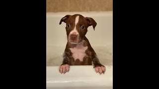 Duke- American Pitbull Terrier Budweiser Crusher Bloodline