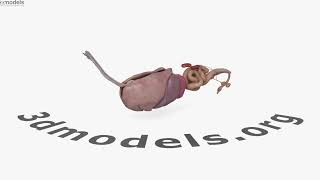 German Shepherd Dog Internal Organs 3D model by 3DModels.org