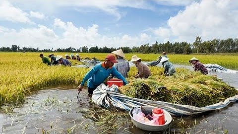 nước lũ lên quá nhanh ngập cả lúa máy cắt không được người dân cắt lúa bằng tai # mientaytv 