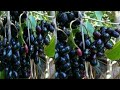 Jamun fruits  black plumtaste in pakistan sagheer vlogs 7733