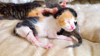 Poor newborn kittens crying for mom and looking for her