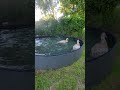 🦆💦 Butters &amp; Circles Take Over the Pool! #Shorts