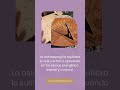 Astroespagiria: sanación integral