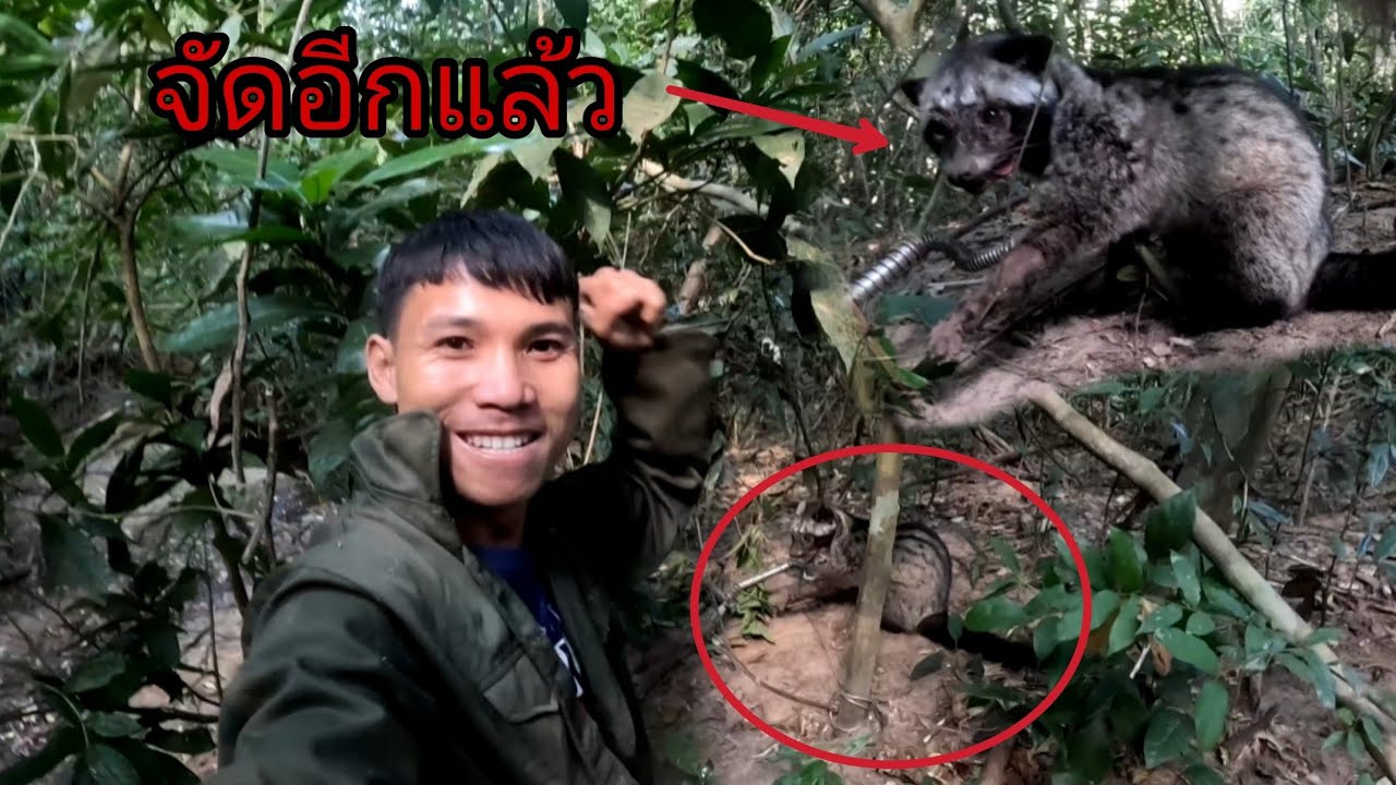 กับดักหมูป่าทำงานแล้วโดนเห็นอ้ม/ກັບດັກຫມູທຳງານແລ້ວ