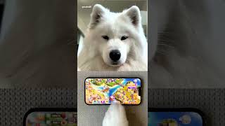 What type of friend are you? 😂 #dog #samoyed #whattypeareyou #friendship  7144330488671407366