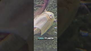 Pflanzen im Triops-Aquarium 🦐 #triops #seamonkeys #triopsgalaxy