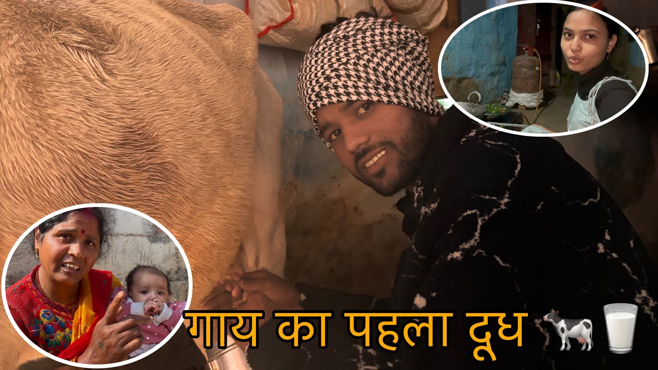 गाय का पहला दूध 🐄🥛||