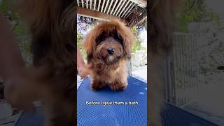 Properly Brushing Havanese Puppy