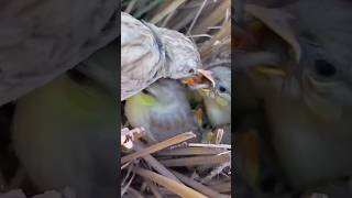 Download Lagu Hill Prinia Feeding Her Baby's @bdwildbird MP3