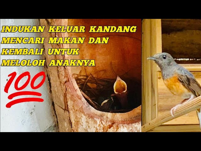 Ukuran Kandang Ternak Burung Murai Batu Part Ii Fasilitas TERNAK MURAI BATU LOLOH INDUK SAMPE MANDIRI ! ! SALAM TERNAK SAMPE MANAK - YouTube