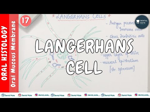 Langerhans Cells | Non-Keratinocytes | OMM | Dr Paridhi Agrawal