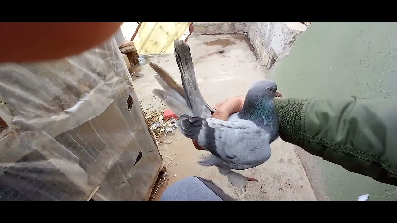 اليوم صورتلكم الخانات والطيور المساكي الجديدة اريد فزعتكم  بلايك واشتراك بالقناة