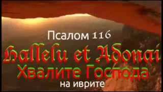 Псалом116 - Хвалите Господа (на иврите)