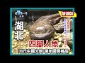 【湖北】四腳人魚活化石 性格兇猛肉食動物｜《世界第一等》487集小馬精華版