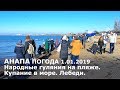 Анапа. Погода 1.01.2019 Народные гуляния на пляже. Купание в море. Лебеди