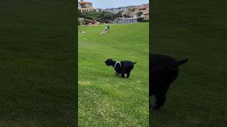 Neo Chasing Another Puppy at the Park 🐾#ParkFun  #PuppyFriends#YouTubeShorts