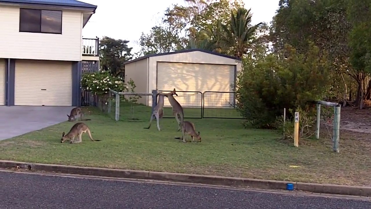 Boxing Kangaroos in the Streets of Australia YouTube