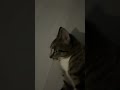 Kitty edit