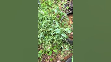 Cây Xuyên Tâm Liên #songkhoe #baithuochay #thuốcnam