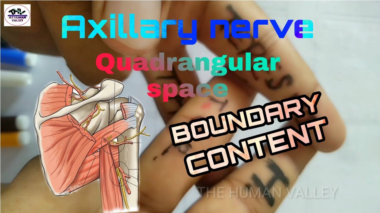Quadrangular space of axillary nerve/Intermuscular space/ thv ...