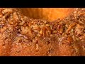 Rum Cake Recipe/ With Toasted Pecans Soaked In Rum Sauce