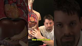 Cells, Tissues, and Organs Part #3