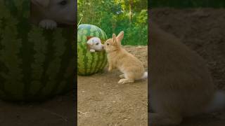 Cutest Little Rabbits