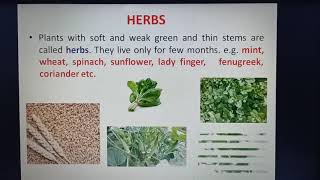 EVS CLASS 3 Chapter 4 (Plants our green friends) - Part 1