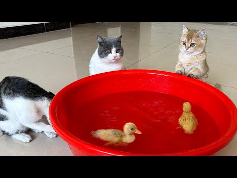 Cute kitten and duckling take a bath together in the bathtub.  cute animal videos🐥😽