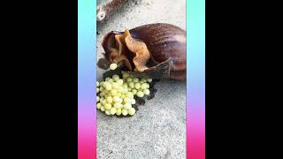 How Amazing Snail 🐌 Laying Eggs