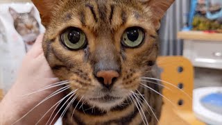 Ned the Bengal Cat says he loves us! by Ned the Bengal Cat 4,008 views 3 years ago 1 minute, 55 seconds