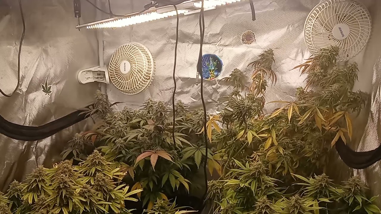 day 42 of flower. What did i just do??