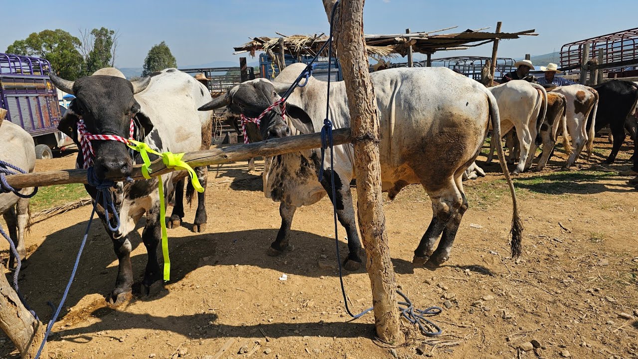 Mercado Ganadero San miguel etla oaxaca #toros #vacas #becerros #caballos miércoles de plaza