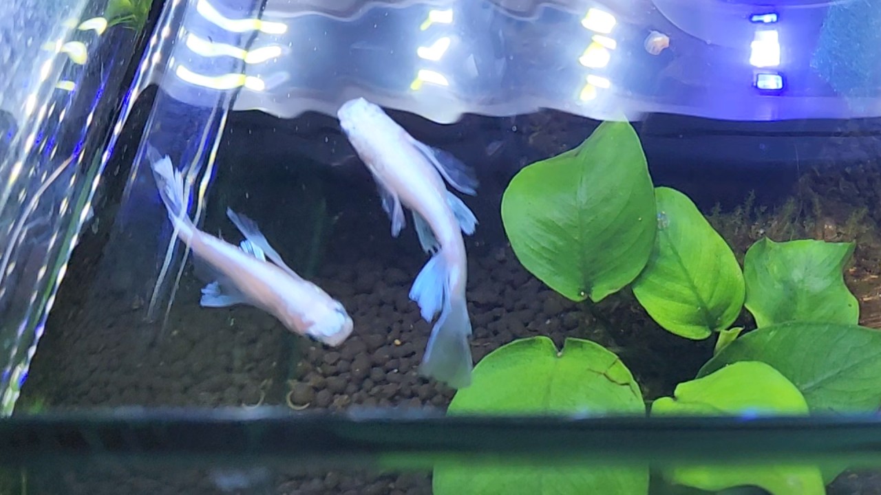 ２０２６年のメダカ飼育は…